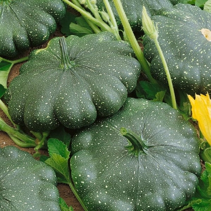 Picture of Squash Patty Pan Greendisc F1